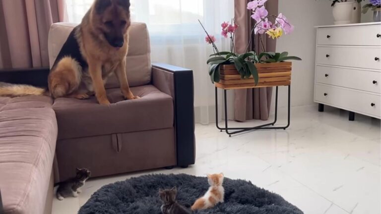 dogs reaction to kittens in his bed
