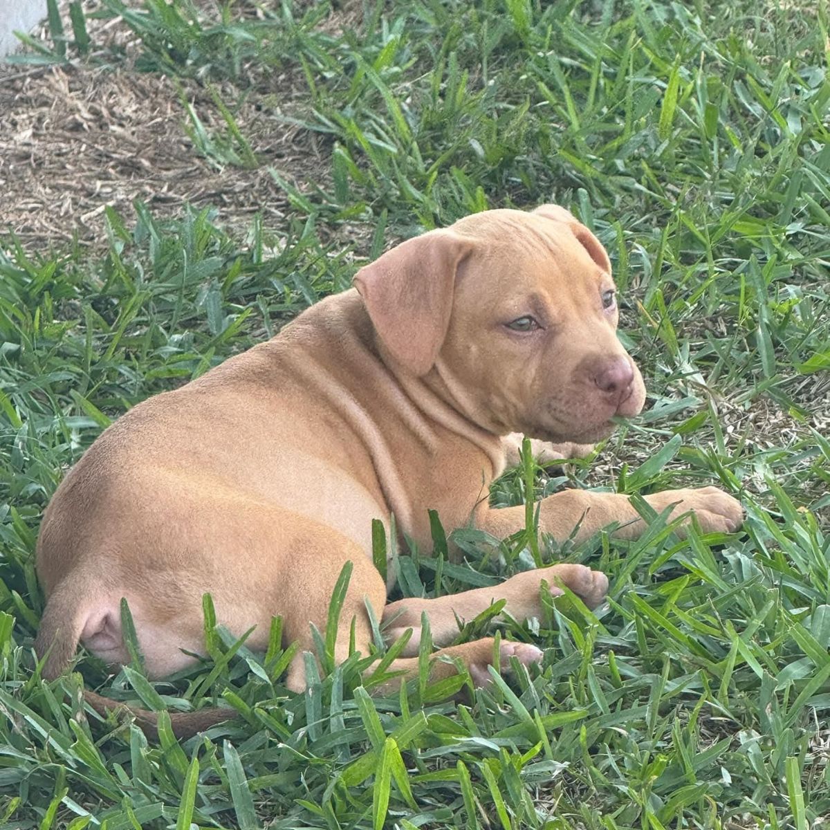 doh lying in yard
