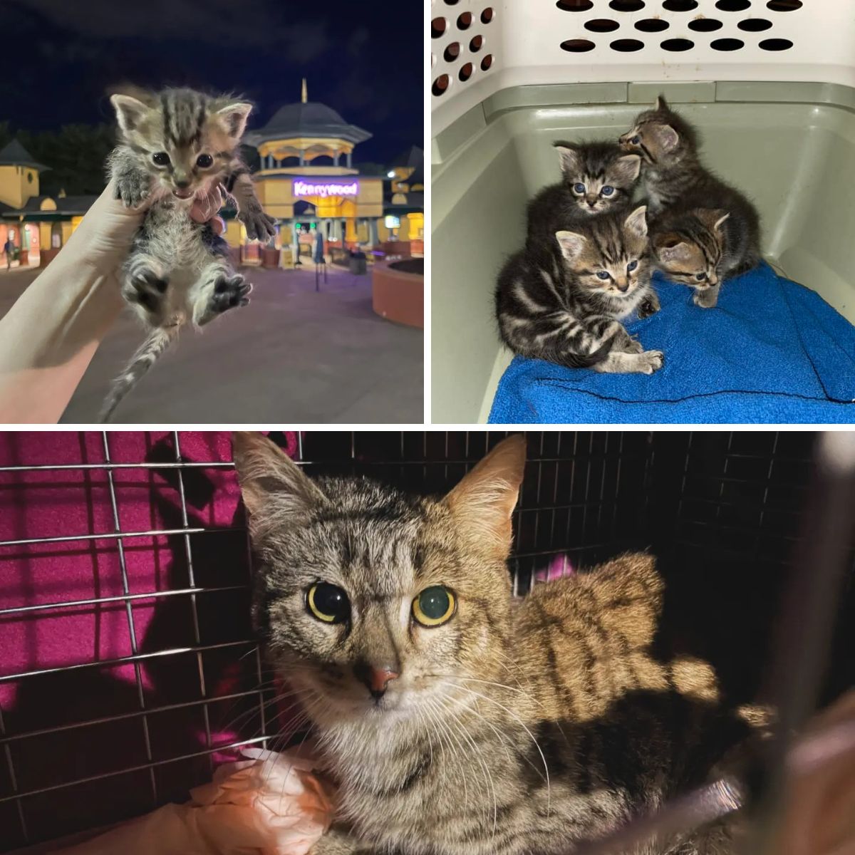 eleven rescued cats