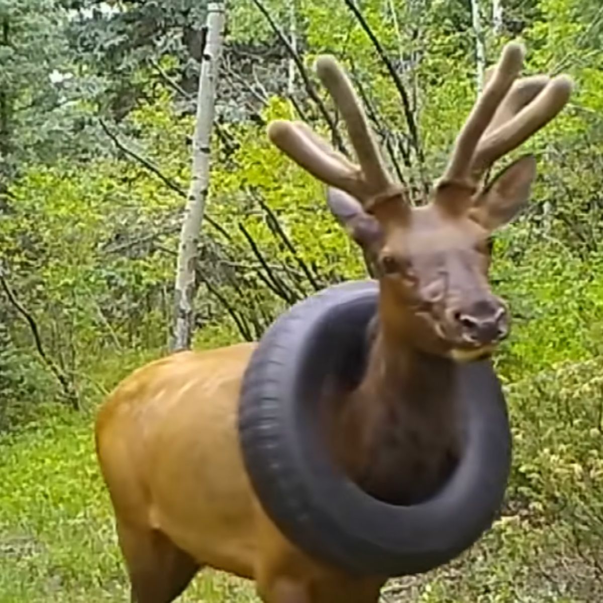 elk has rubber around his neck