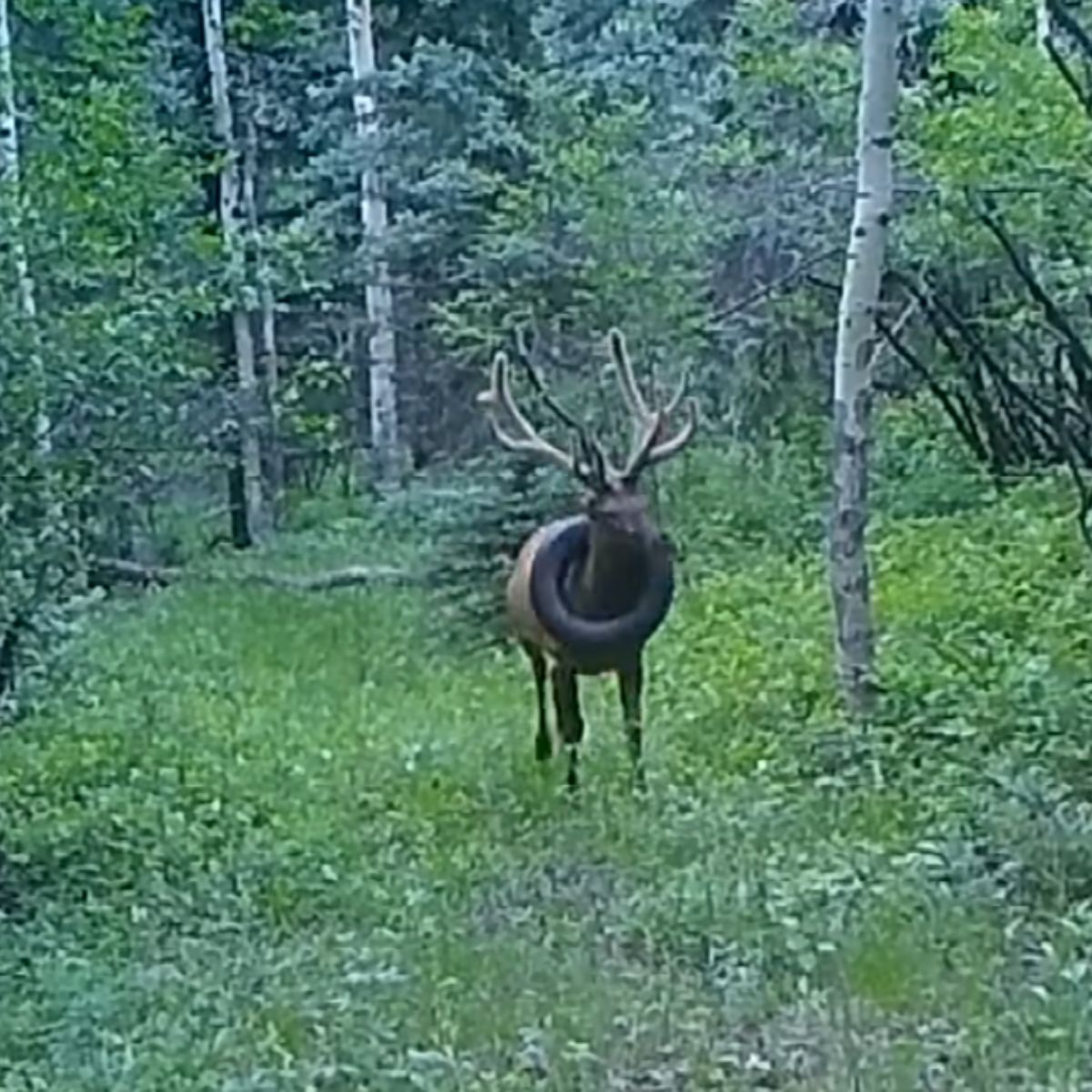 elk in the forest with tire around his neck