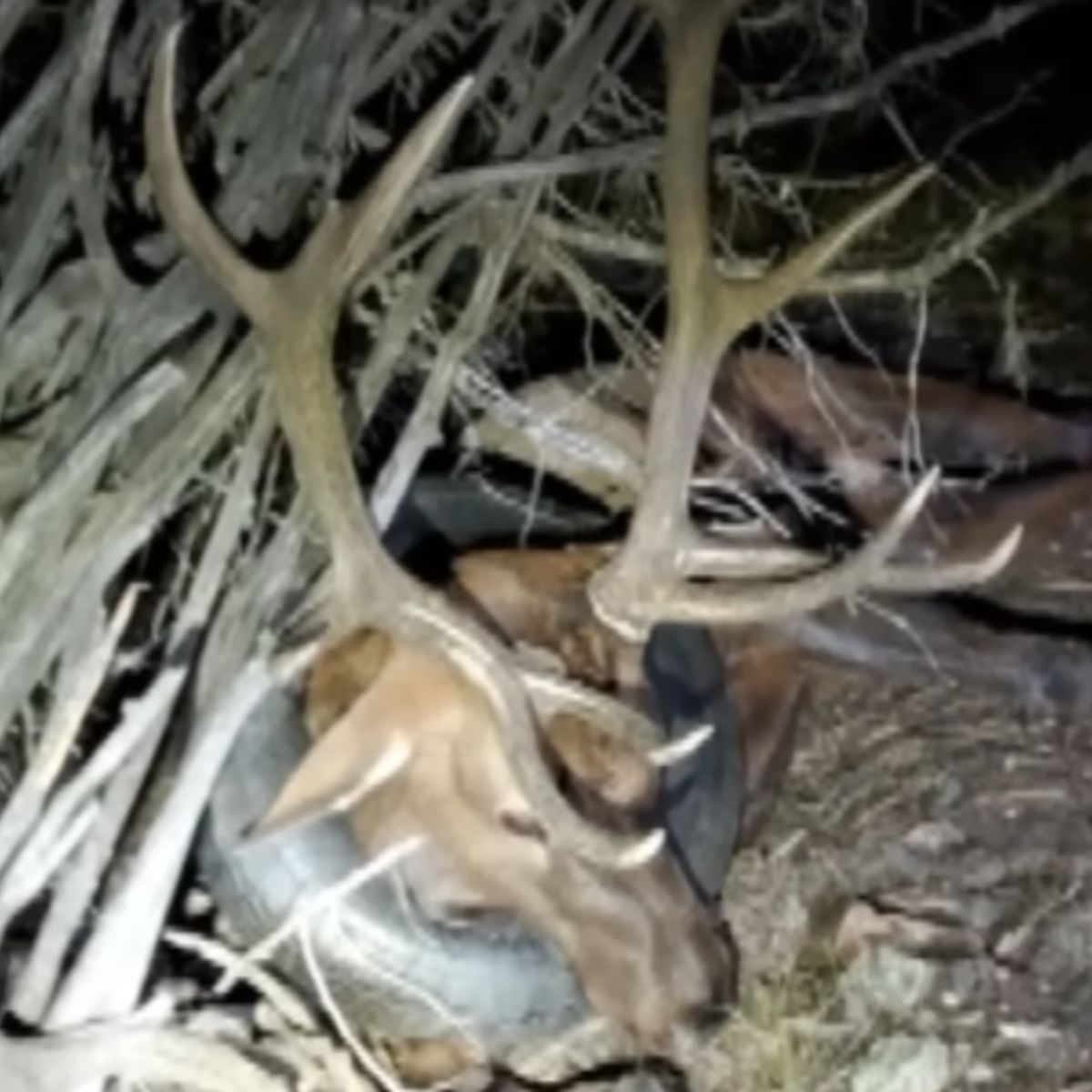 poor elk with a tire around his neck