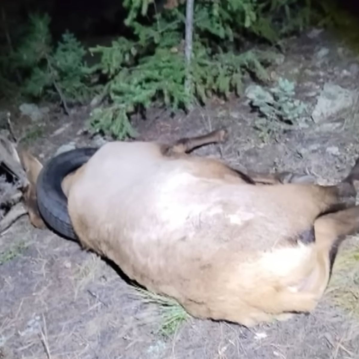 elk lies on the ground with a tire around its neck