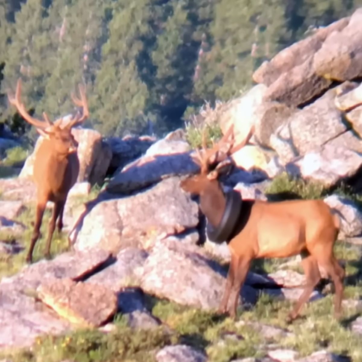 elk runs with a tire around his neck