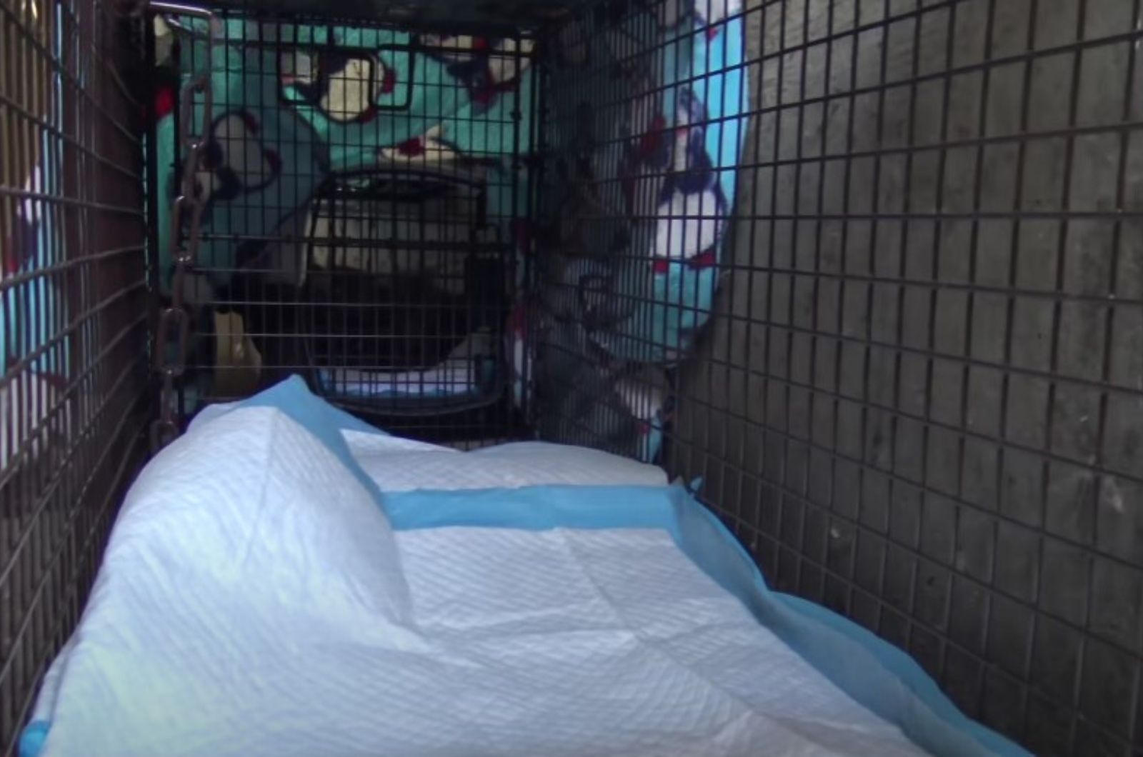 empty cage for a cat