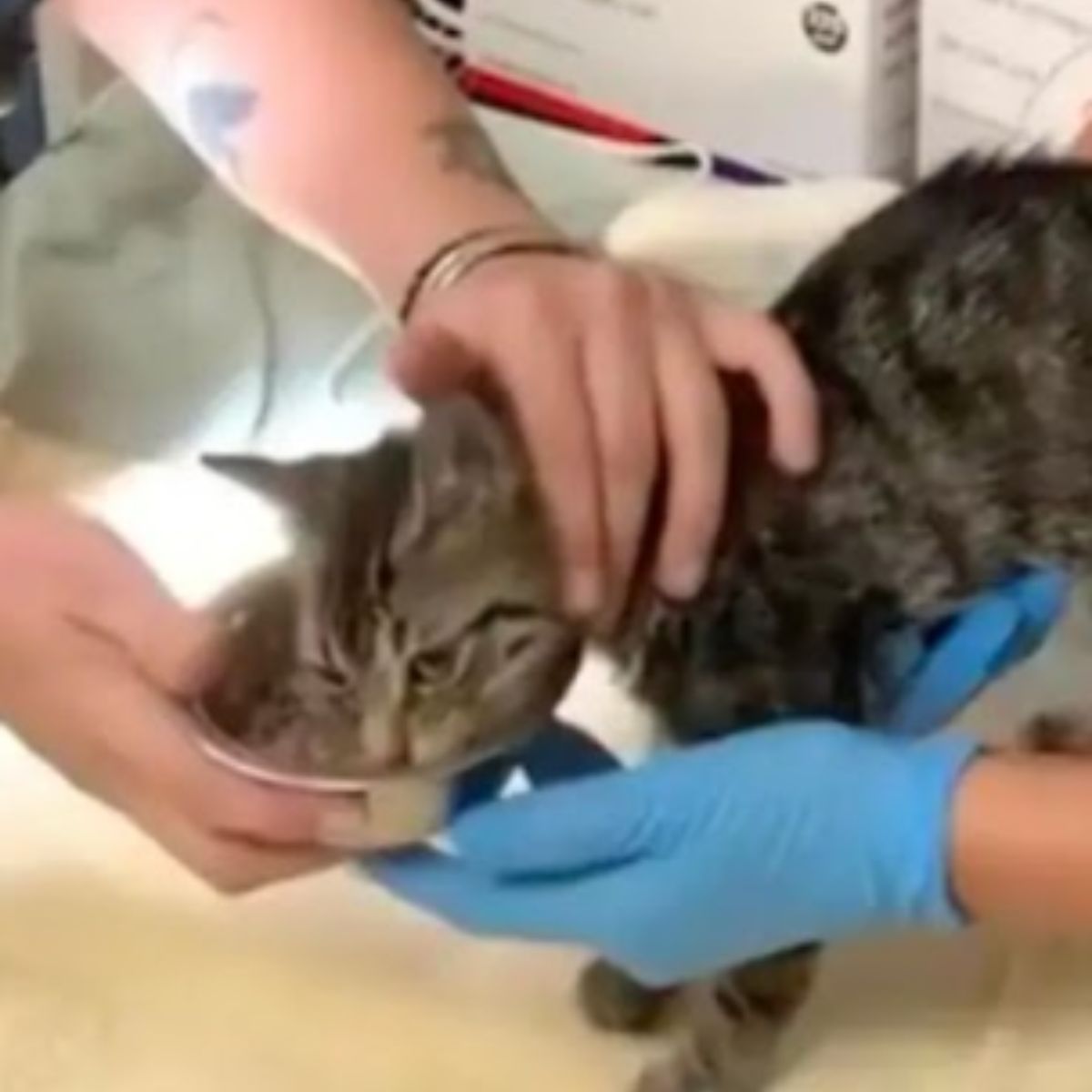 examined kitten