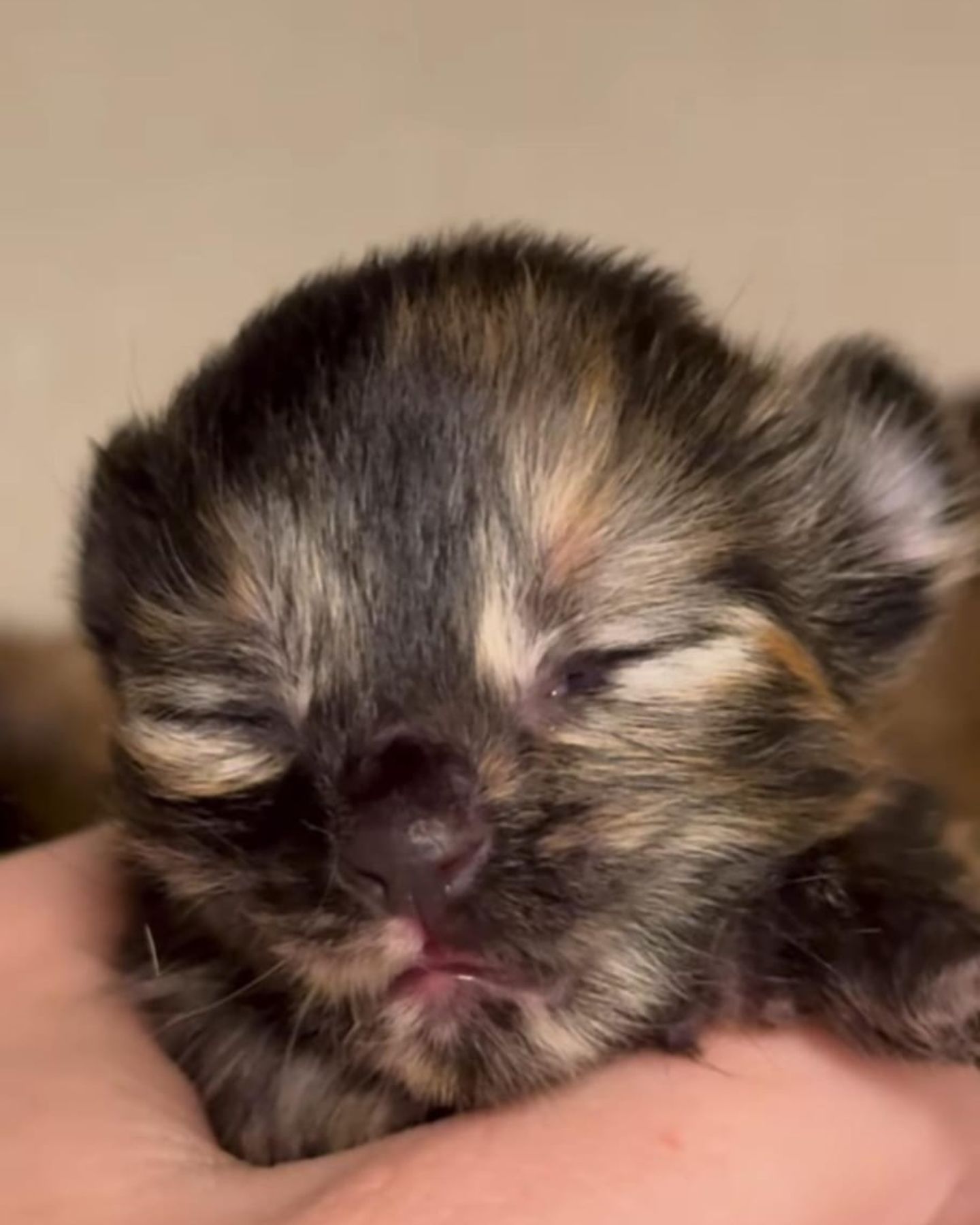 face of a newborn kitten