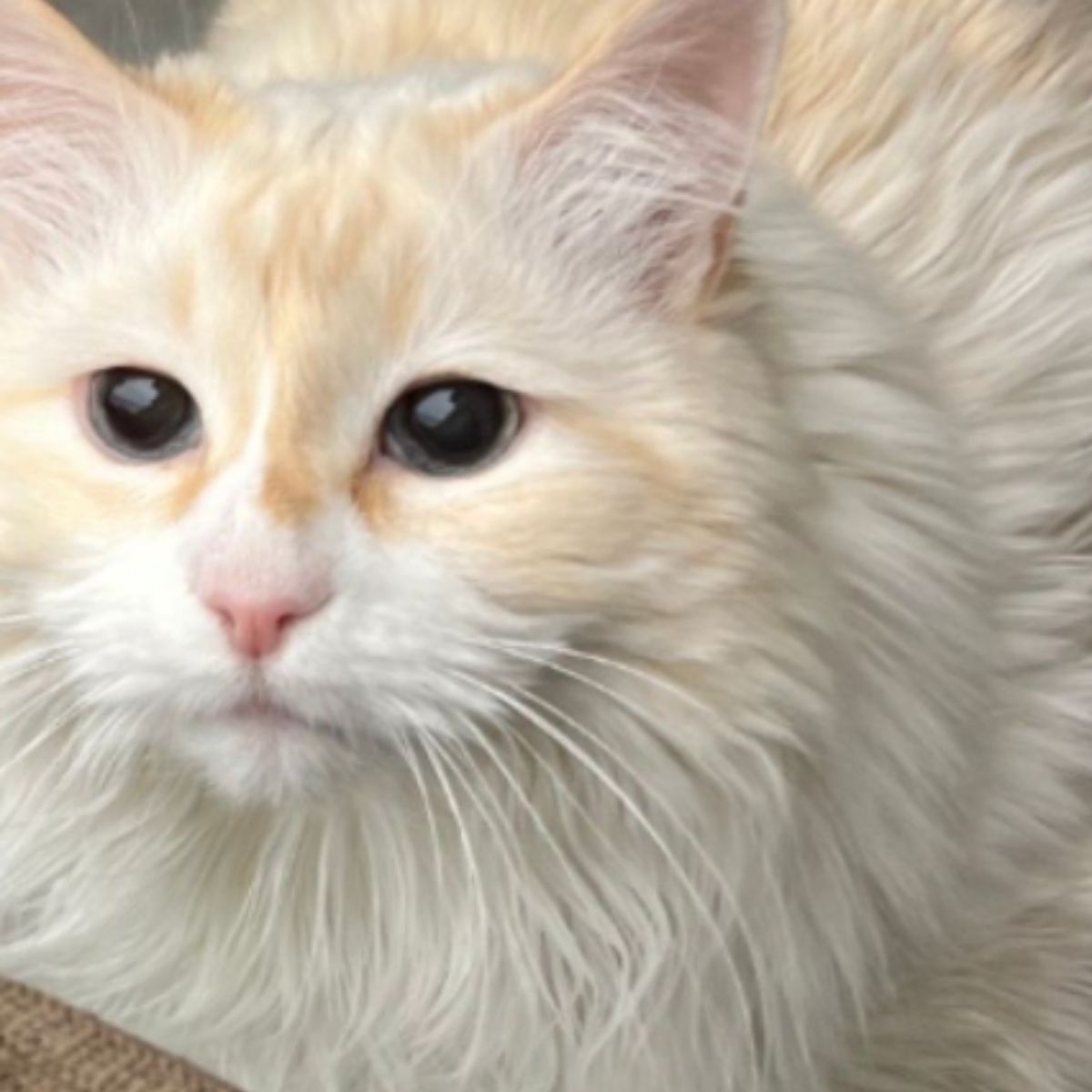 face of a white cat