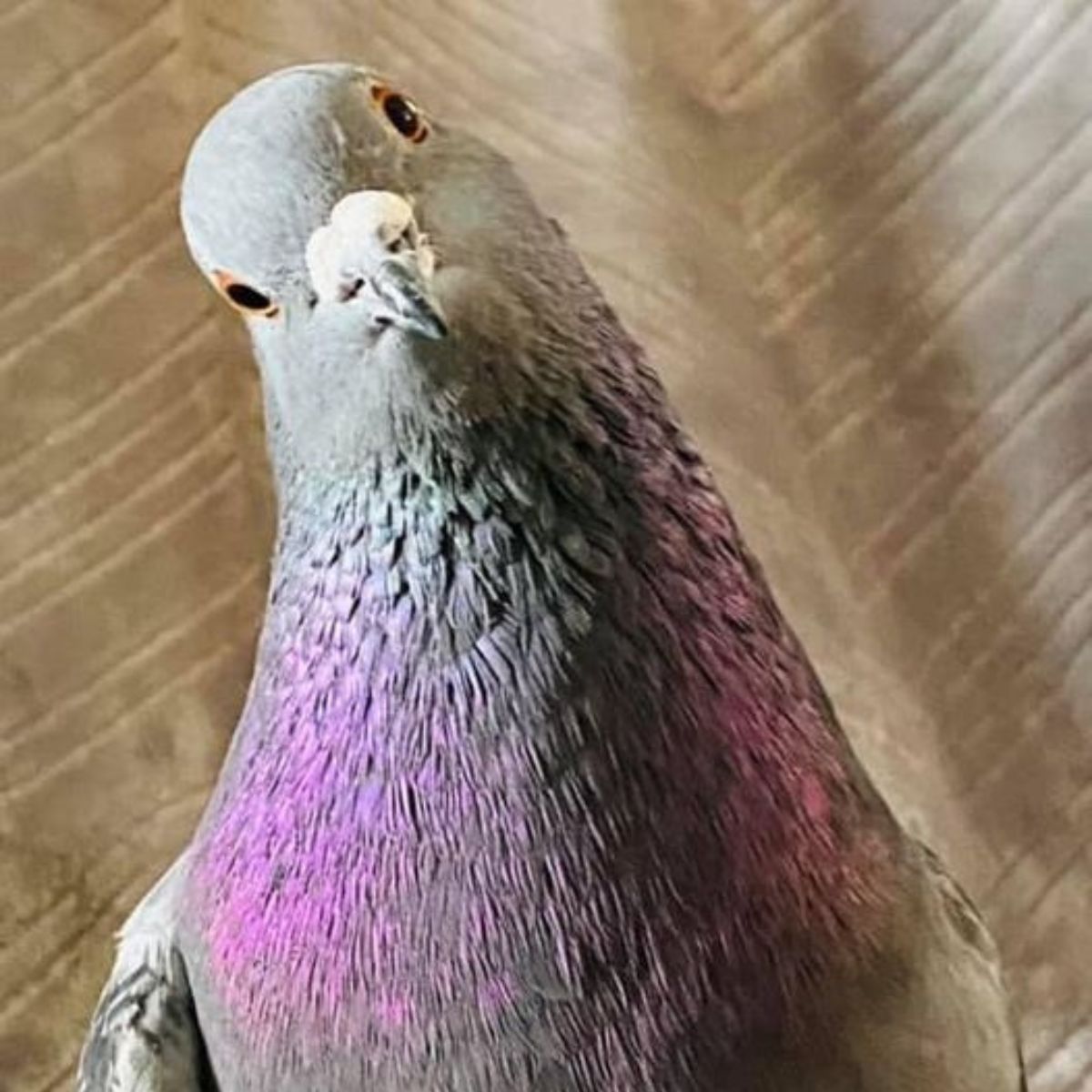 face of cute pigeon