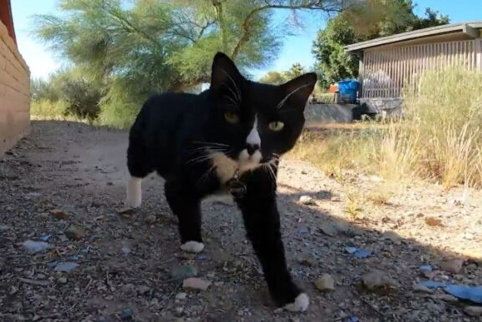 fearless cat