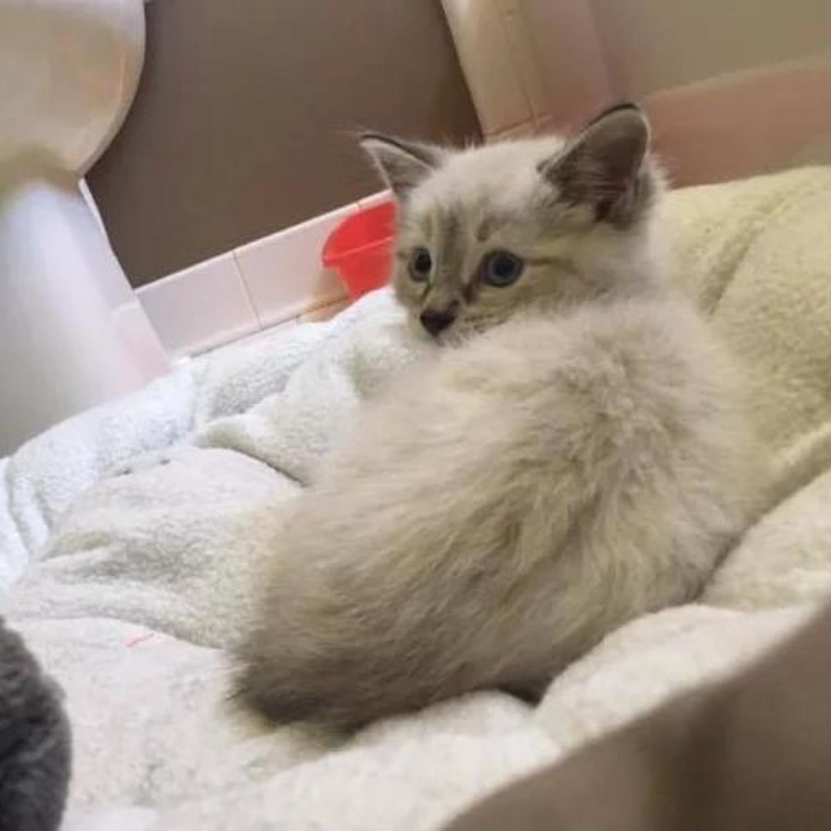 feral white kitten