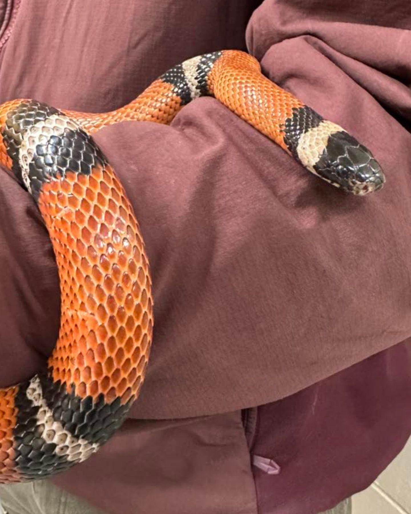 fierce orange snake