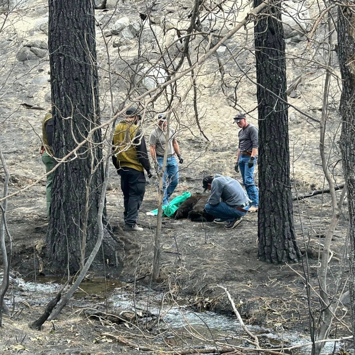 firefighters in woods