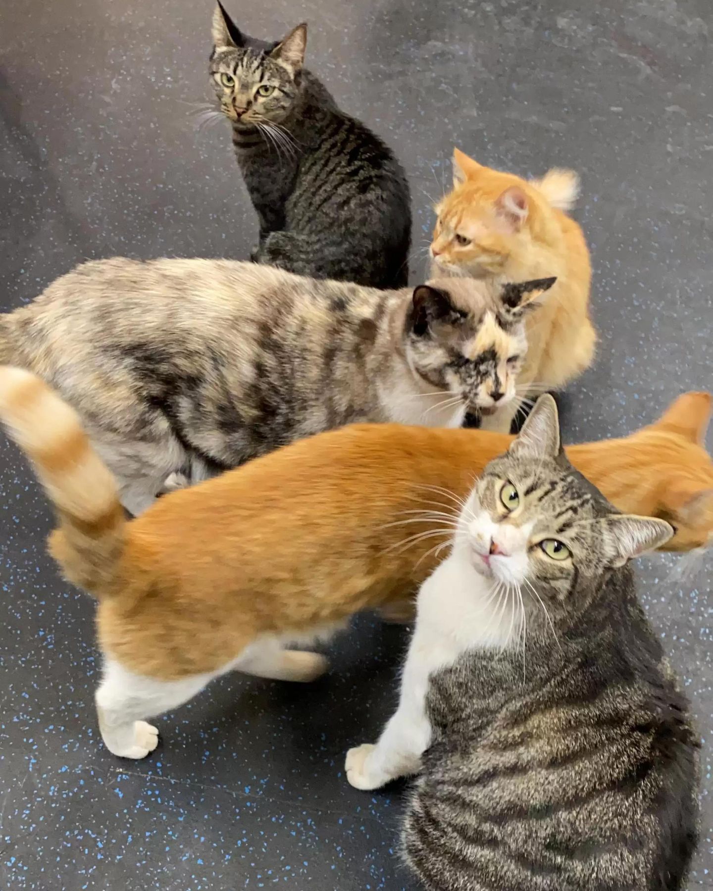 five cats