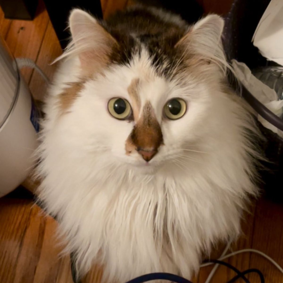 fluffy beautiful cat