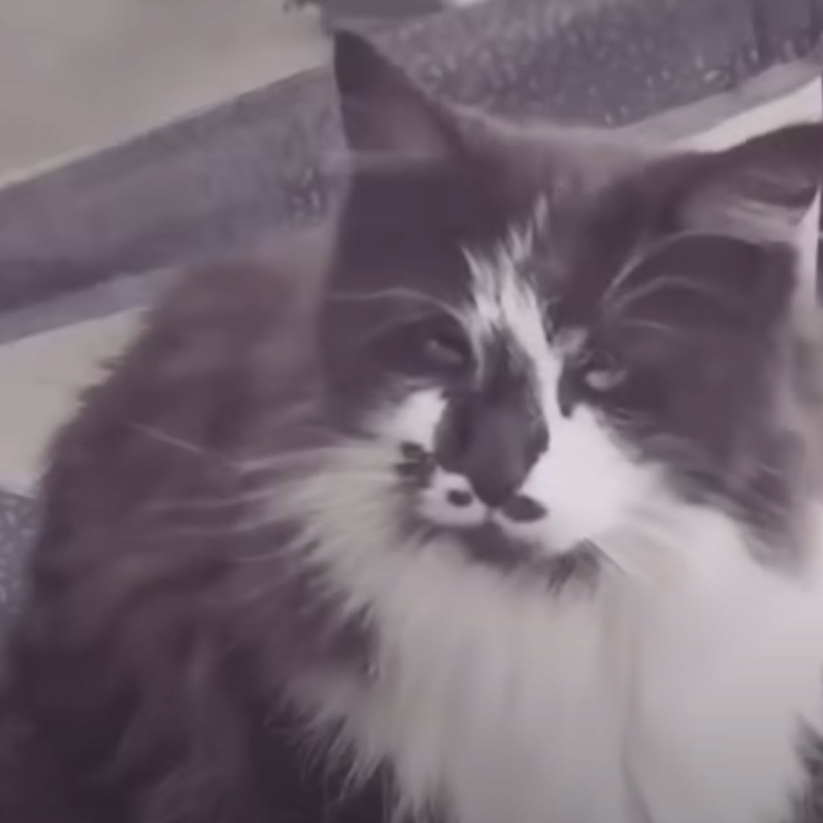 fluffy cat