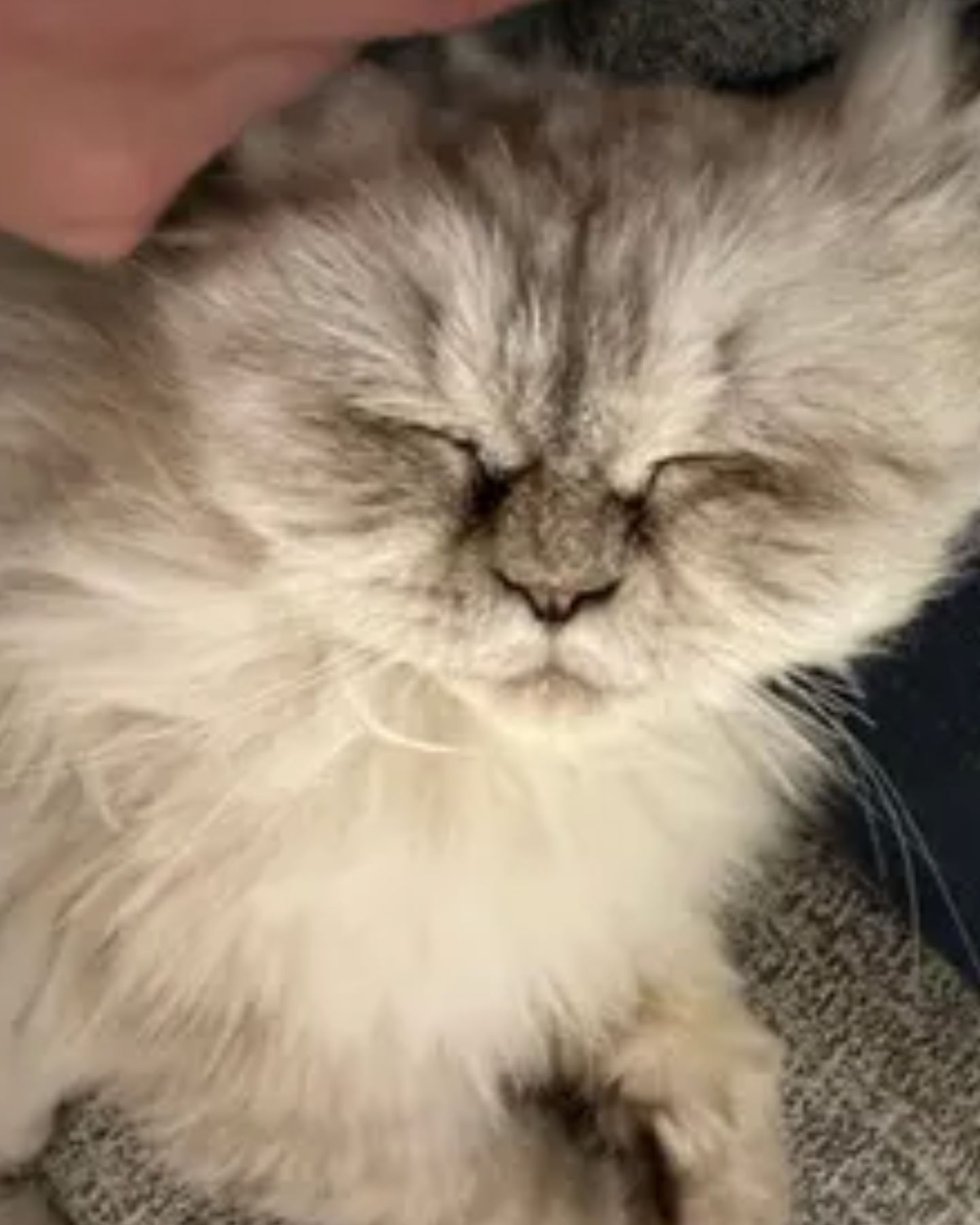 fluffy cat