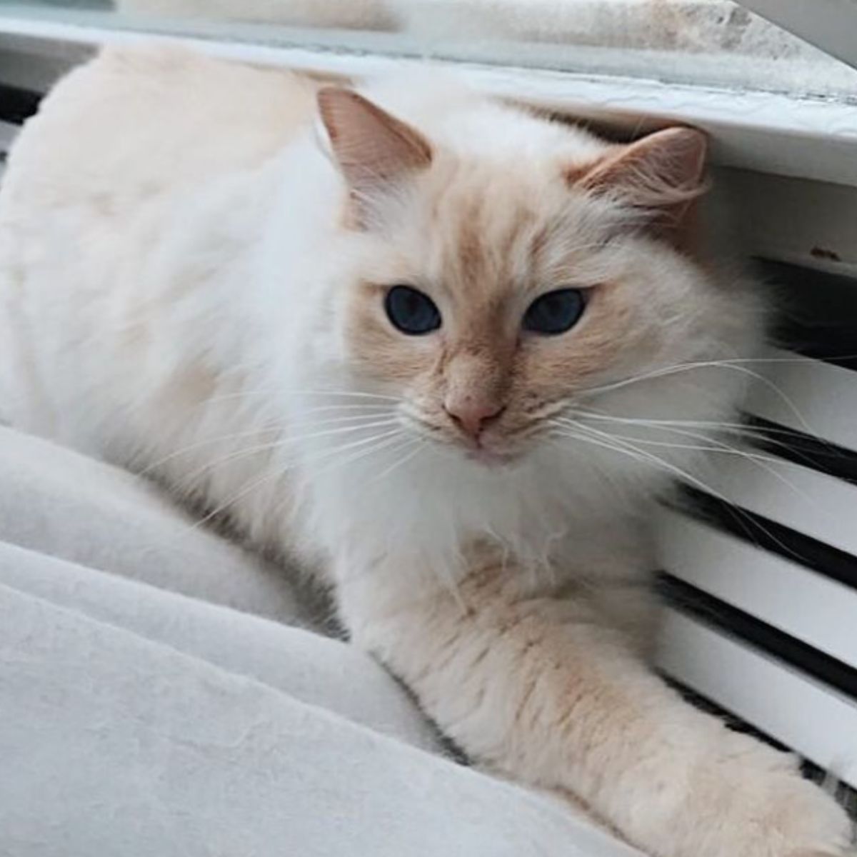 fluffy cat lying