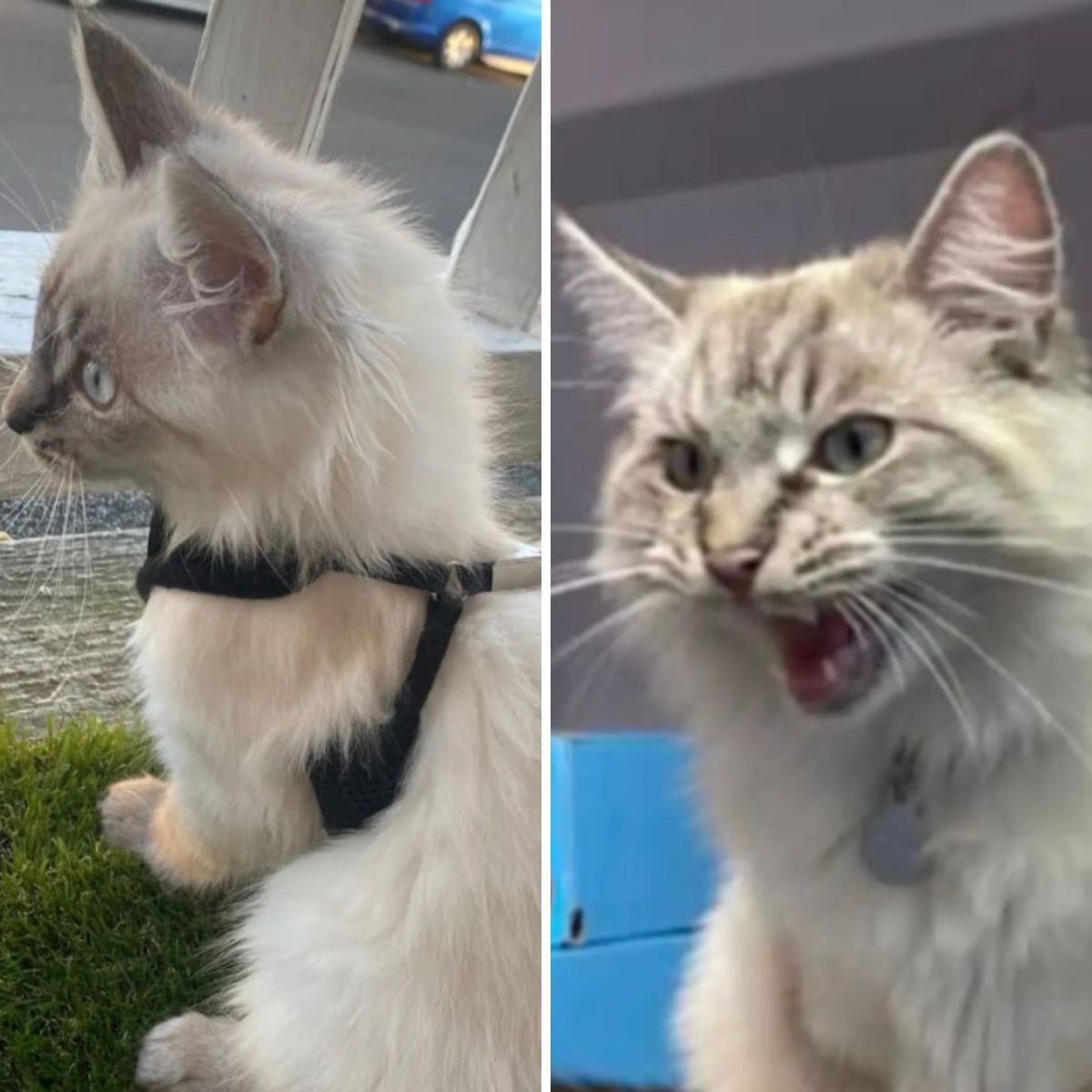 fluffy cat photo grid