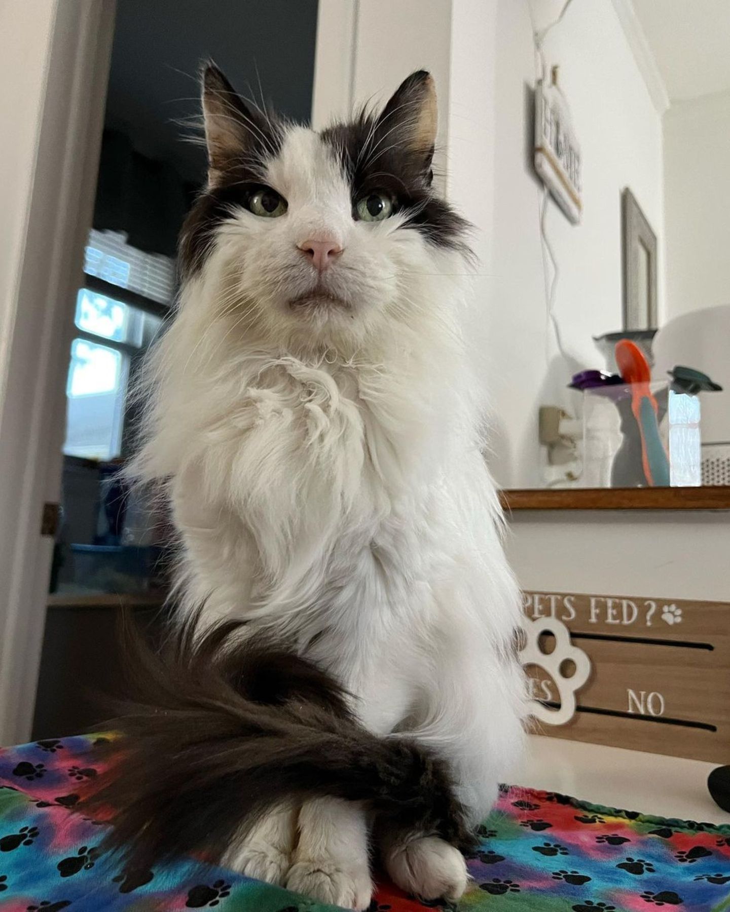 fluffy cat sitting