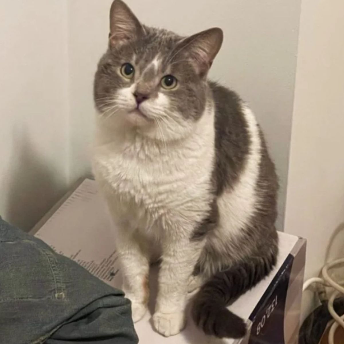 fluffy cat sitting