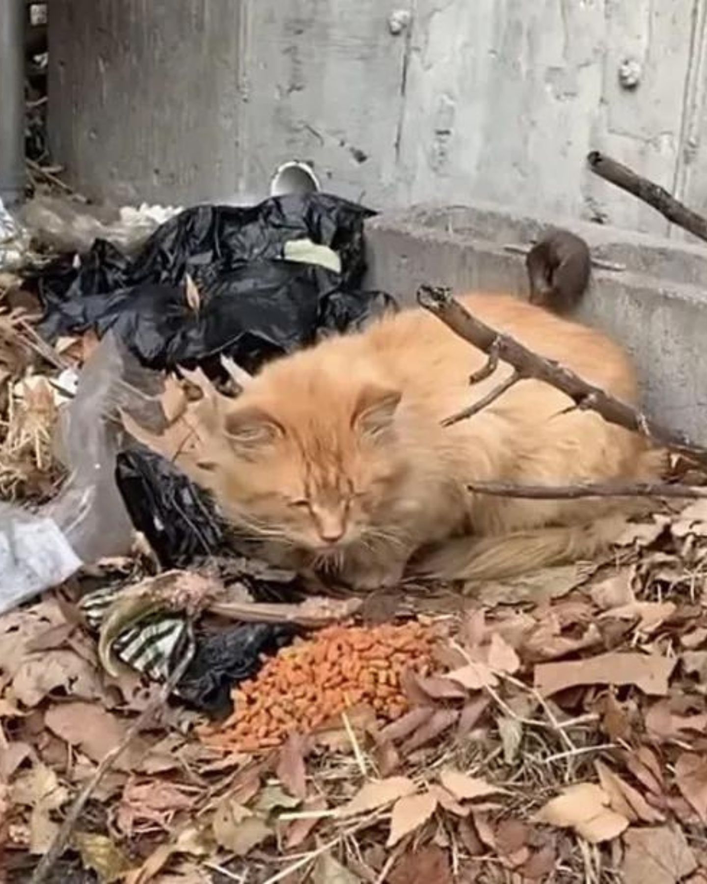 fluffy cat sleeps on a leaf