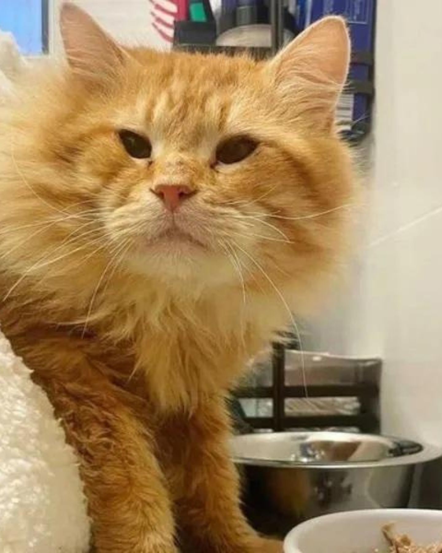 fluffy ginger cat