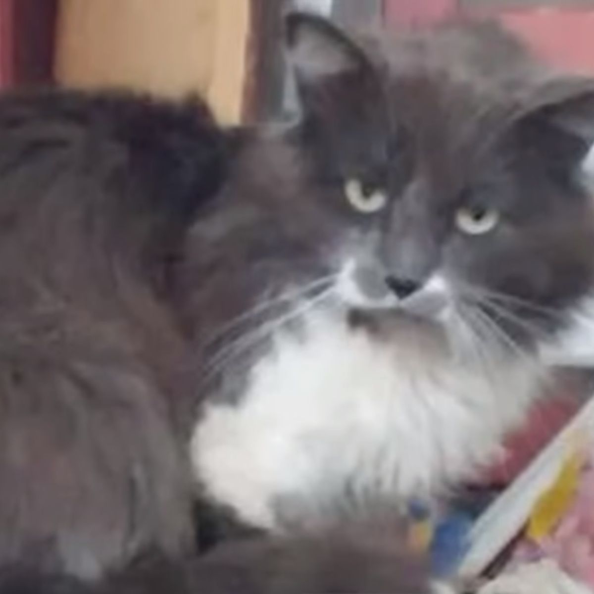 fluffy gray and white cat