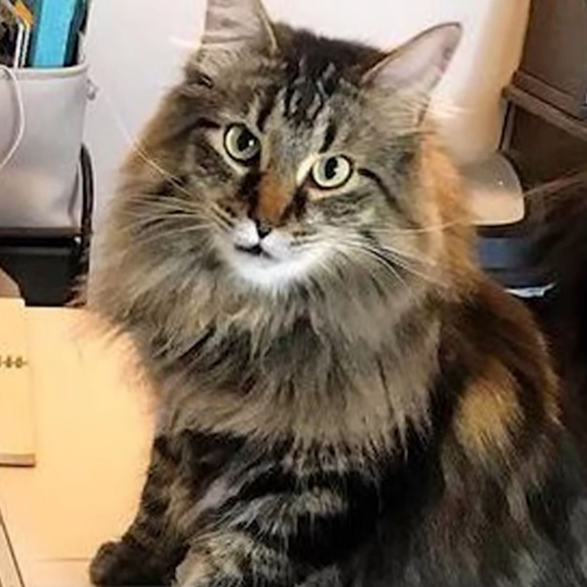 fluffy kitten sitting
