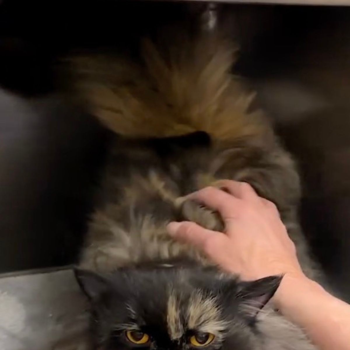 fluffy persian cat