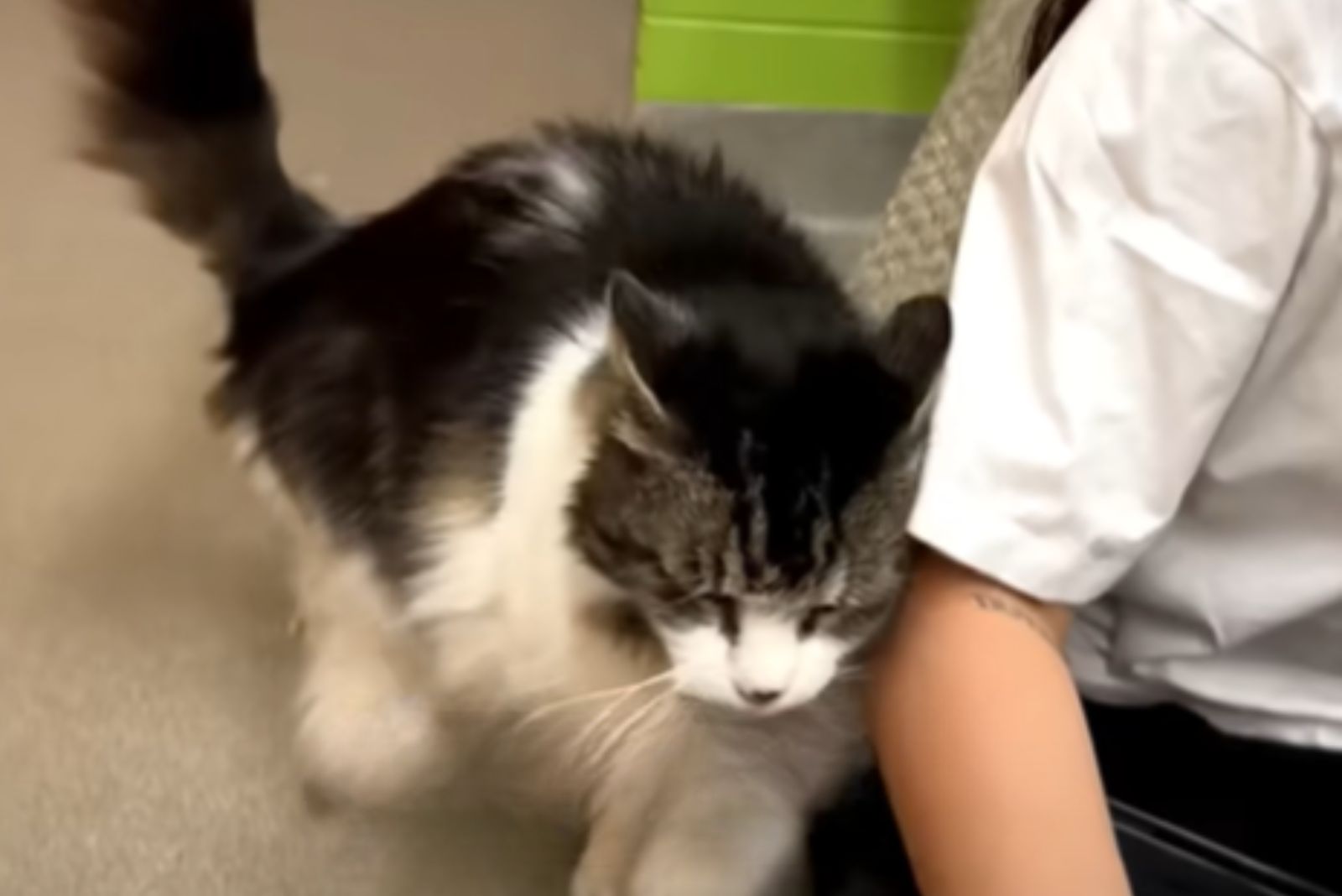 fluffy shelter cat