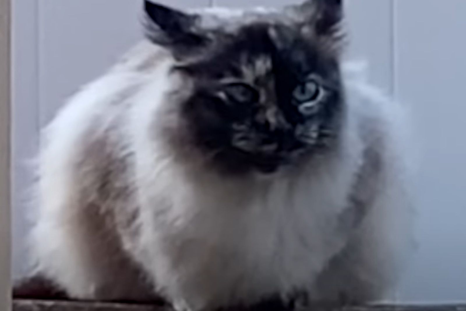 fluffy stray cat