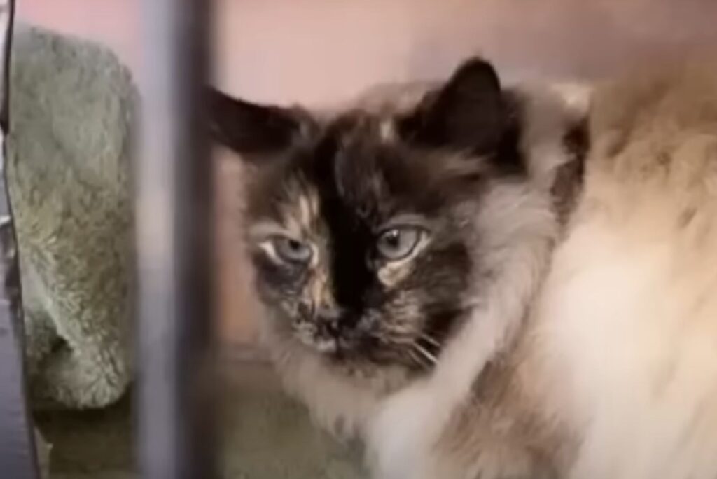 fluffy stray kitty