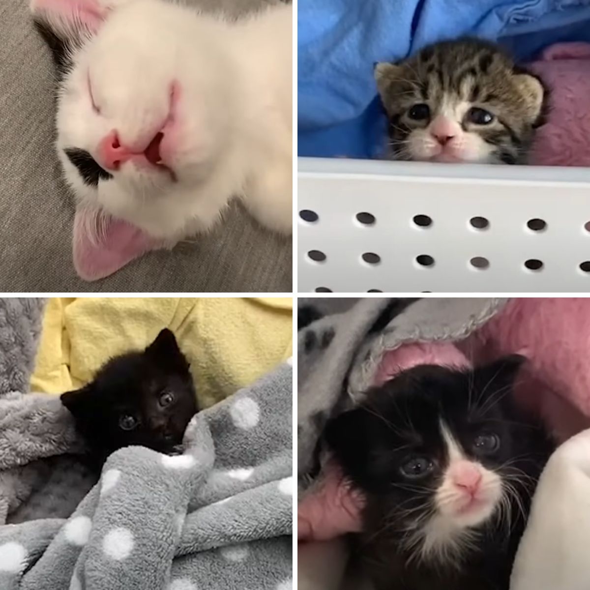 four abandoned kittens