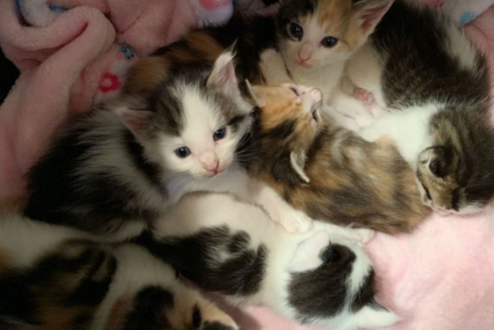 four adorable kittens