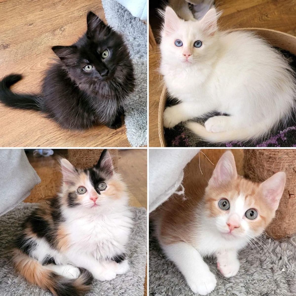 four adorable kittens
