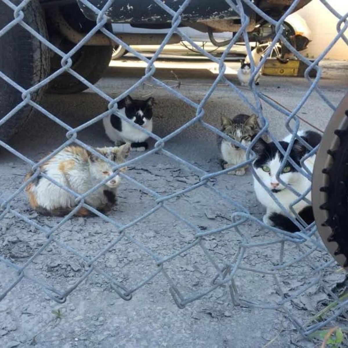 four cats behind the fence