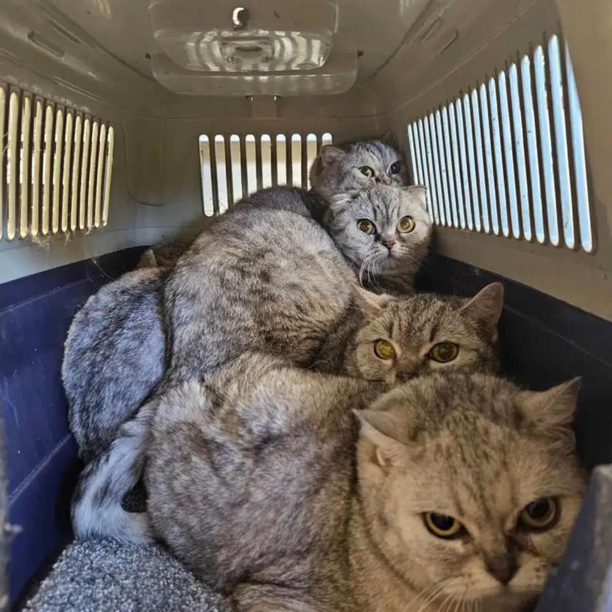 four cats in a kennel