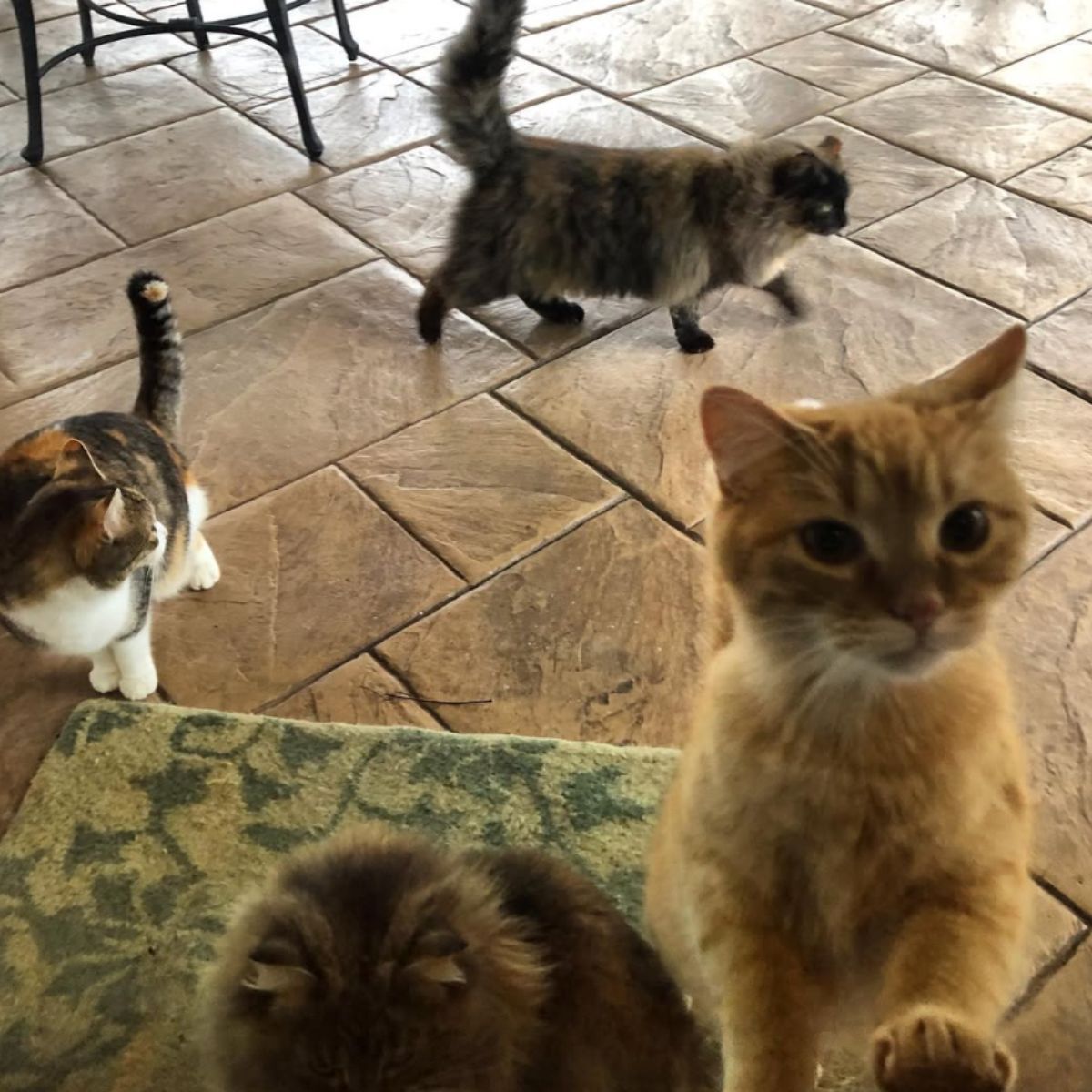 four cats in front of the door