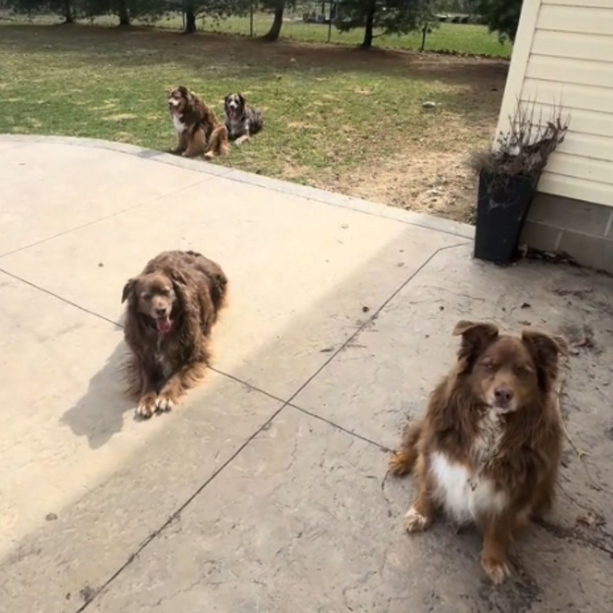 four dogs in a yard