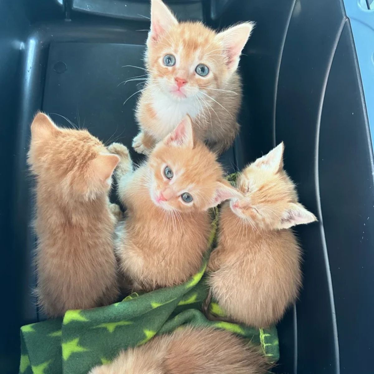 four ginger kittens