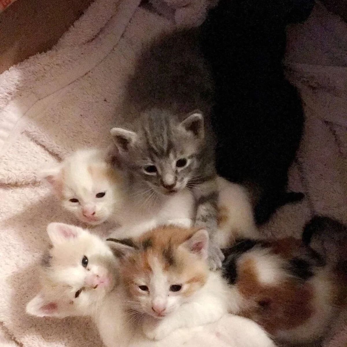 four kittens lying in a box