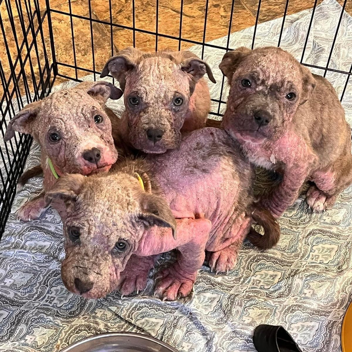 four small dogs