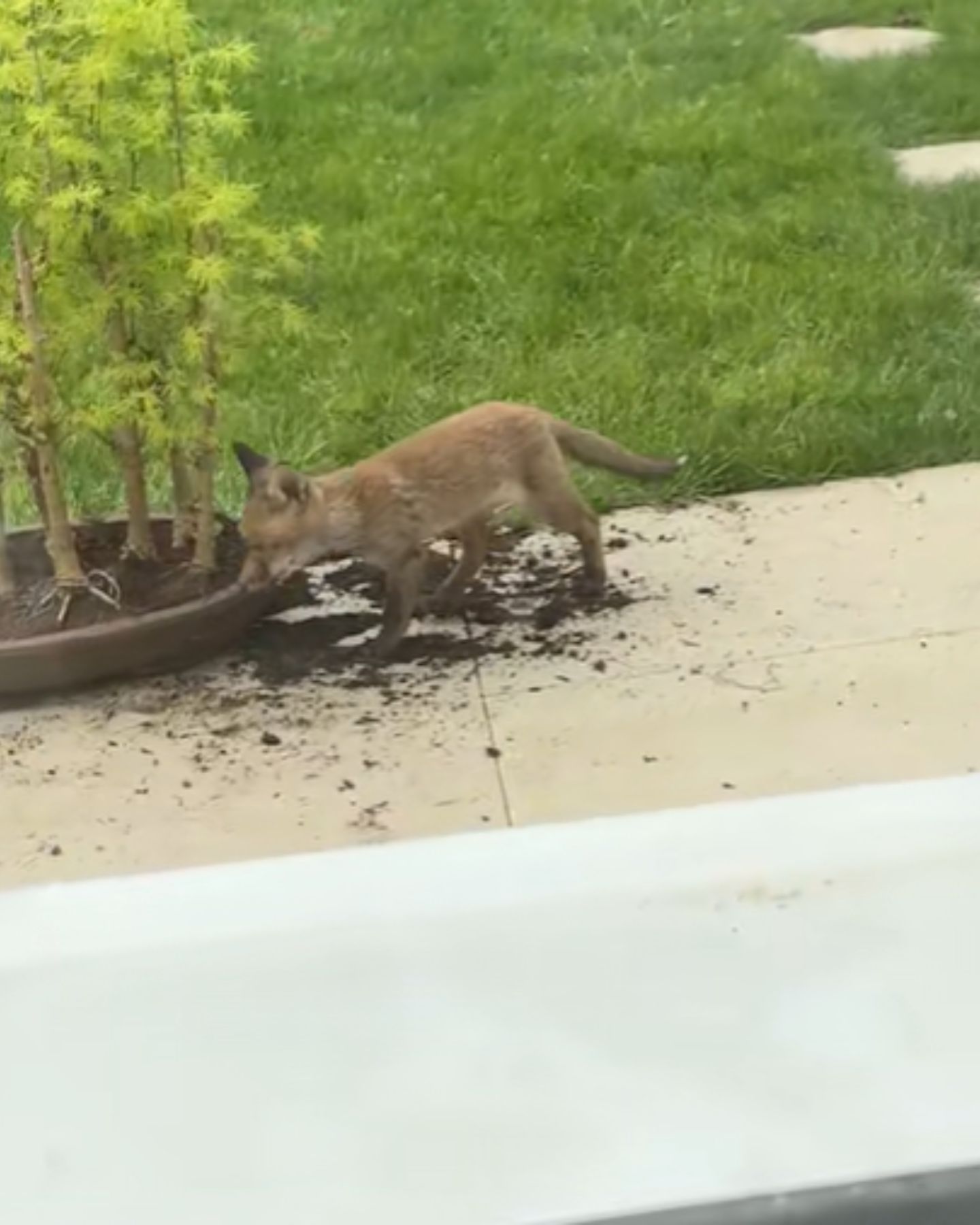 fox digging up dirt