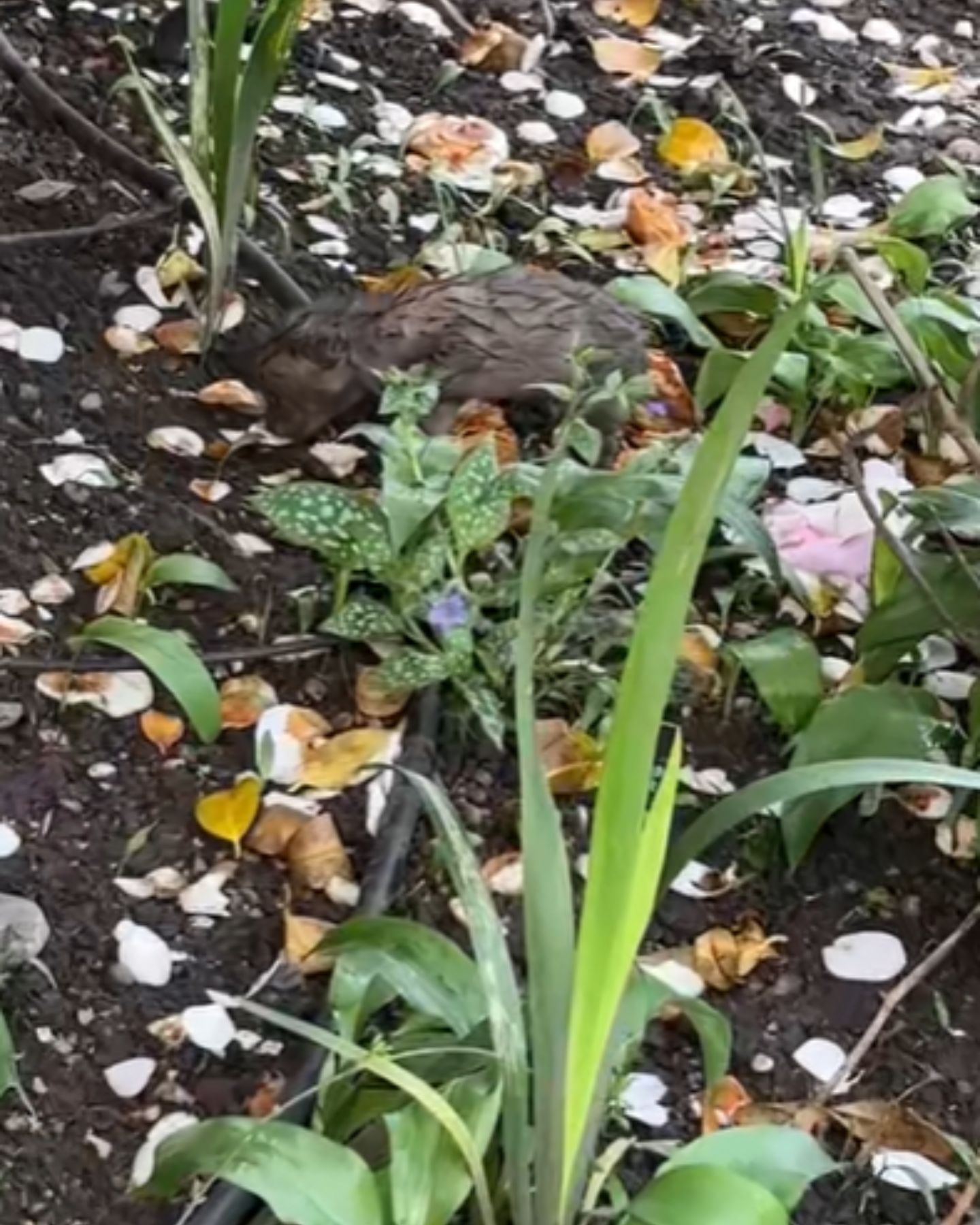 fox in flower bed