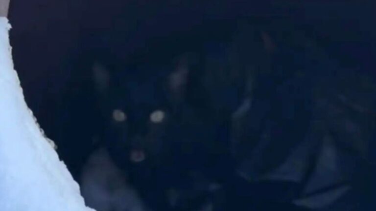 Colorado Woman Investigates Frantic Cries In Trash Can And Finds Freezing Furball Inside