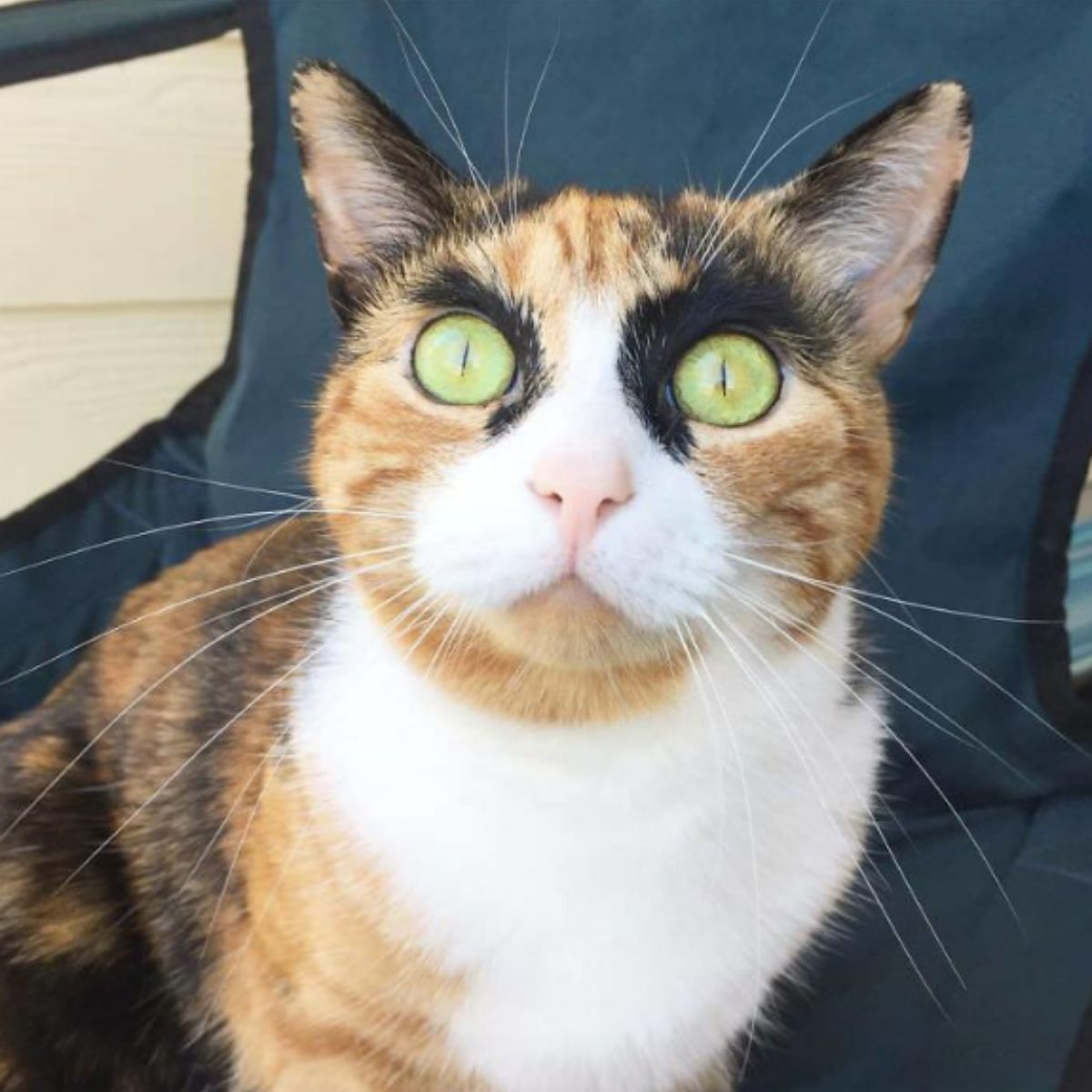 funny looking cat