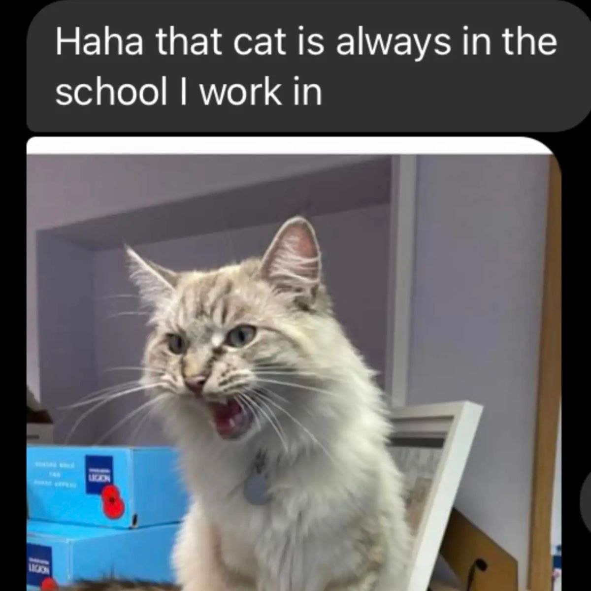 funny text message about a cat