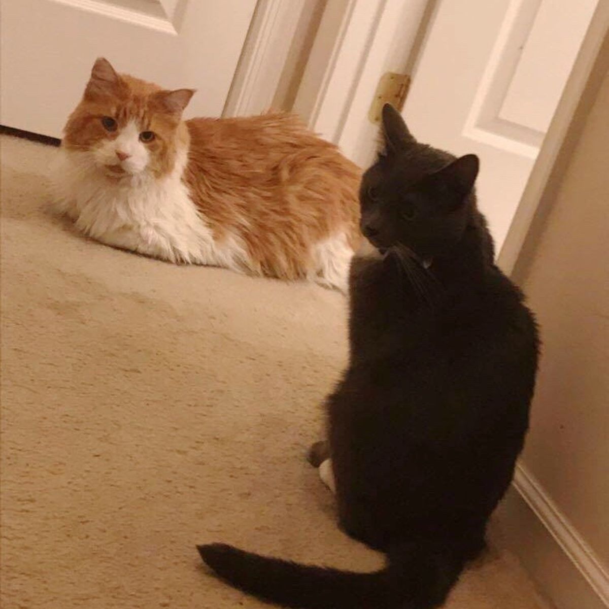 giant cat and black cat