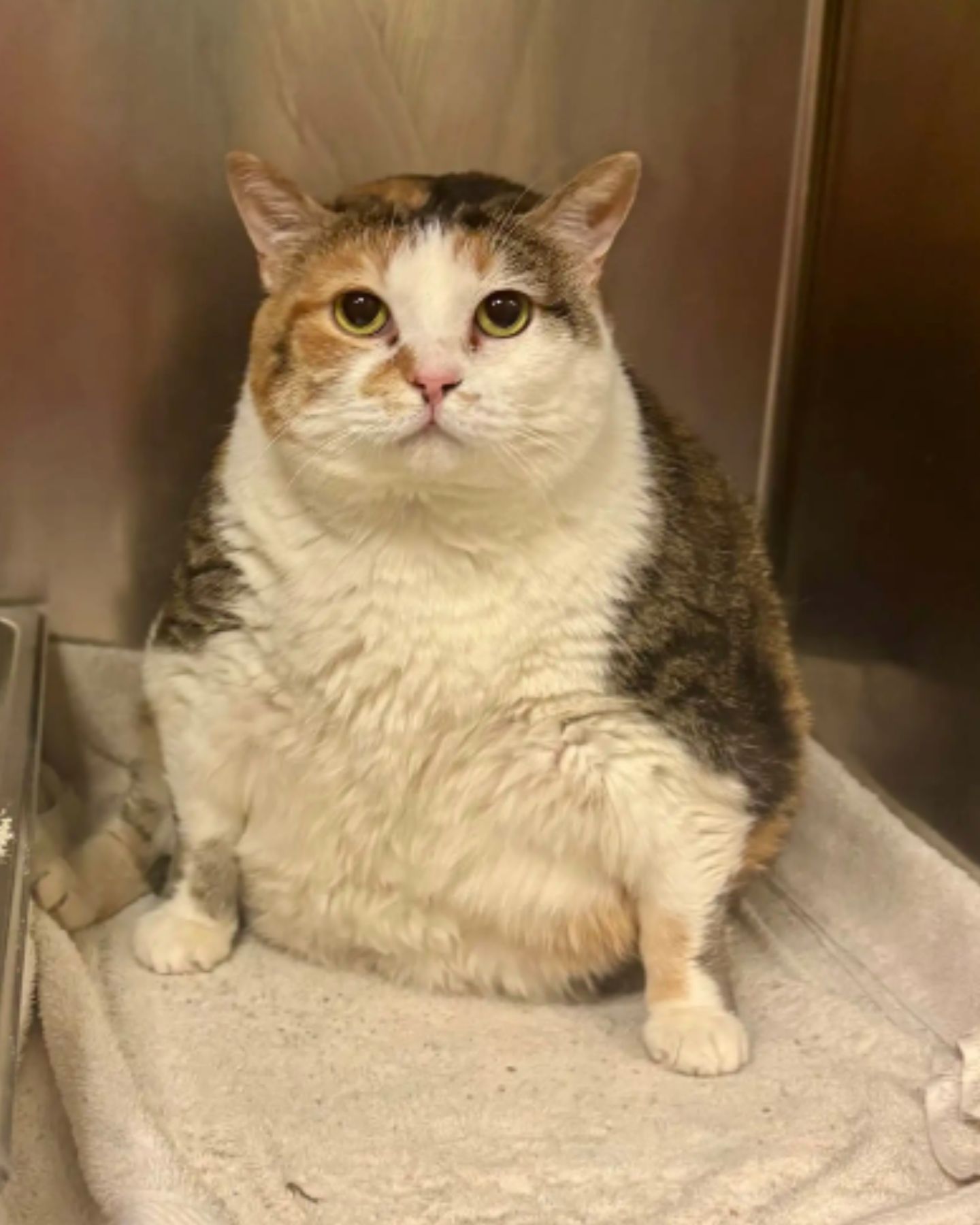 giant cat